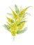 Watercolor illustration of yellow mimosa branch on white background.