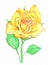 Watercolor illustration of a yellow rose