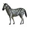 Watercolor illustration. Zebra standing on the side