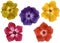 Watercolor illustrations of colorful phlox flower different colors set of buds yellow red purple and magenta