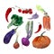 Watercolor illustrations of fresh ripe vegetables: tomatoes, chili and eggplants, onions, garlic, pumpkin, broccoli, carrots, cher