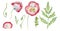 Watercolor illustrations with red and white poppies with leaves and buds.Botanical collection of wildflowers on white isolated