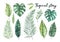 Watercolor illustrations. Summer tropical design elements. Tropical palm leaves (monstera, areca, fan, banana). Perfect for