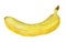 Watercolor image of banana