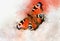 Watercolor image of a butterfly on a vintage background. Butterfly close-up. Handmade illustration. Animal world of insects