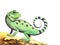 Watercolor image of cute green lizard with black spots on body and striped curved tail. Wild desert animal sits on sandy stone