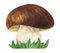 Watercolor image of cute white mushroom on strong leg with wide brown cap. Hand drawn illustration of boletus growing from thick