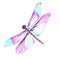 Watercolor image of a dragonfly on a white background.