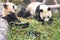 Watercolor image of a giant panda eating bamboo