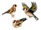 Watercolor image of goldfinches