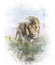 Watercolor Image Of Lion