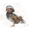 Watercolor Image Of A Mandarin Duck