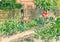 Watercolor image of path walk near village house with flower beds and  trees on summer sunny day