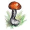 Watercolor image of red cup mushroom aspen mushroom on white background.