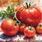 A watercolor image of ripe tomatoes