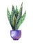Watercolor image of Sansevieria in purple pot isolated on white background. Home evergreen plant with long, wide, variegated green