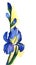 Watercolor image of single blue iris. Elegant flower with unopened buds isolated on delicate light background with bright yellow