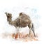 Watercolor Image Of Single-Humped Camel