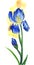 Watercolor image of single iris. Blue elegant blooming flower isolated on delicate light background with bright yellow glowing