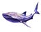 Watercolor image of spotted whale shark of blue-purple color isolated on white background. Hand drawn illustration of big shark