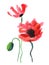 Watercolor image of three poppies isolated on white background. Fragile wild flowers with bright red heads on thin furry stems.