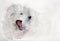 Watercolor image of white puppy dog yawning.