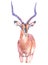 Watercolor impala  animal