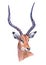 Watercolor impala  animal