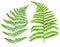 Watercolor and ink green fern leaves set. Hand painted realistic forest plant Polypodiopsida isolated on white