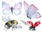 Watercolor insects blue and pink butterflies, bumble bee and flying ladybug isolated on the white background.