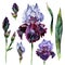 Watercolor Iris isolated