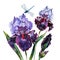 Watercolor Iris isolated