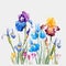 Watercolor iris vector composition