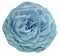 Watercolor isolated flower light turquoise rose on a white background. Closeup. For design.