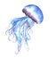 Watercolor jellyfish illustration, isolated object on a white background