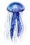 Watercolor Jellyfish on an isolated white background, hand drawing