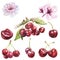 Watercolor jucy cherries with leaves set