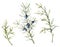 Watercolor juniper branches and needles set. Hand painted evergreen branch with blue berries isolated on white