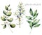 Watercolor juniper and eucalyptus set. Hand painted winter plants with branches and berries isolated on white background