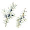 Watercolor juniper set. Hand painted evergreen branch with berries isolated on white background. Floral illustration for