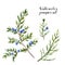 Watercolor juniper set. Hand painted evergreen branch with berries on white background. Botanical illustration for