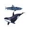 Watercolor killer whale and shark. Isolated illustration or white background