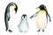 Watercolor king penguin family isolated on white background. Hand painting realistic Arctic and Antarctic ocean mammals