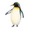 Watercolor king penguin isolated on white background. Hand painting realistic Arctic and Antarctic ocean mammals. For