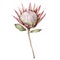 Watercolor King protea. Hand painted tropical card with pink flower and leaves isolated on white background. Floral