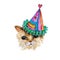 Watercolor Kitten HEAD IN PARTY HAT