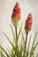 Watercolor Kniphofia