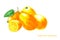 Watercolor kumquat. Isolated citrus fruit illustration