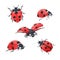 Watercolor ladybug illustration set