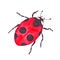 Watercolor ladybug insect beetle red bright ladybird